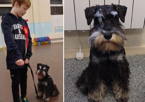 teds dog training rosette